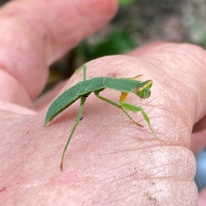 Orthodera ministralis at QPRC LGA - suppressed