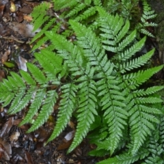 Lastreopsis microsora subsp. microsora (Creeping Shield Fern) at Saddleback Mountain, NSW - 16 Jan 2024 by plants