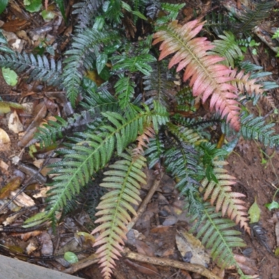 Blechnum neohollandicum (Prickly Rasp Fern) at Saddleback Mountain, NSW - 15 Jan 2024 by plants