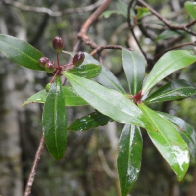 Tasmannia insipida (Brush Pepperbush, Dorrigo Pepper) at Saddleback Mountain, NSW - 15 Jan 2024 by plants