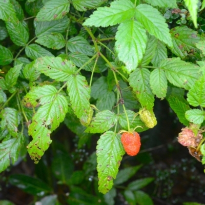 Rubus rosifolius (Rose-leaf Bramble) at Kiama, NSW - 16 Jan 2024 by plants