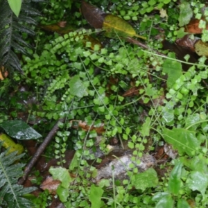 Asplenium flabellifolium at Saddleback Mountain, NSW - 16 Jan 2024