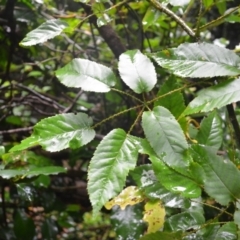 Rubus nebulosus (A Native Raspberry) at Saddleback Mountain, NSW - 16 Jan 2024 by plants