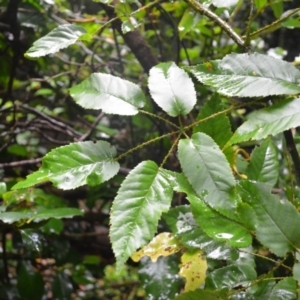 Rubus nebulosus at Saddleback Mountain, NSW - 16 Jan 2024 01:04 AM