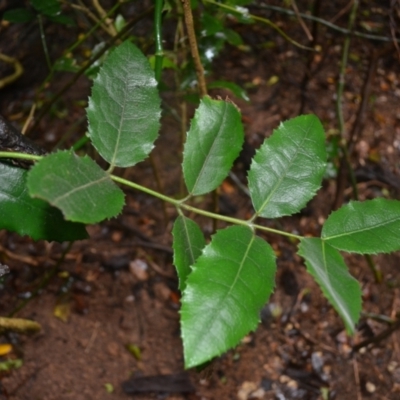 Wilkiea hugeliana (Veiny Wilkiea) at Saddleback Mountain, NSW - 15 Jan 2024 by plants