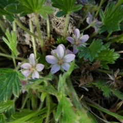 Geranium antrorsum (Rosetted Cranesbill) at The Tops at Nurenmerenmong - 6 Dec 2022 by peterchandler