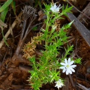 Stellaria pungens at Nurenmerenmong, NSW - suppressed