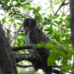 Ninox strenua (Powerful Owl) at Ulladulla, NSW - 15 Jan 2024 by jhotchin