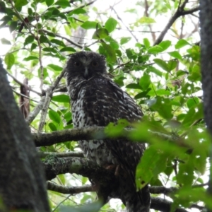 Ninox strenua at Coomee Nulunga Cultural Walking Track - suppressed