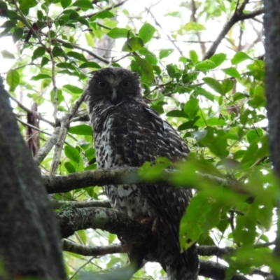 Ninox strenua (Powerful Owl) at Ulladulla, NSW - 15 Jan 2024 by jhotchin