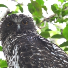 Ninox strenua at Coomee Nulunga Cultural Walking Track - suppressed