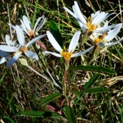 Olearia erubescens (Silky Daisybush) at The Tops at Nurenmerenmong - 7 Dec 2022 by peterchandler