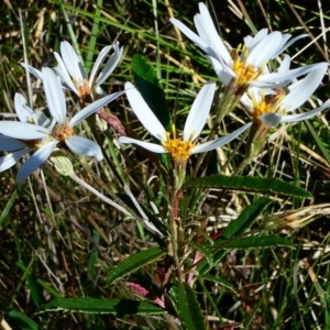 Olearia erubescens at The Tops at Nurenmerenmong - 7 Dec 2022
