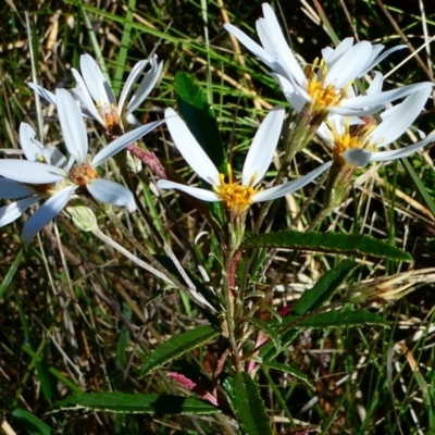 Olearia erubescens (Silky Daisybush) at The Tops at Nurenmerenmong - 7 Dec 2022 by peterchandler