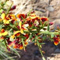 Daviesia ulicifolia subsp. ruscifolia (Broad-leaved Gorse Bitter Pea) at The Tops at Nurenmerenmong - 7 Dec 2022 by peterchandler