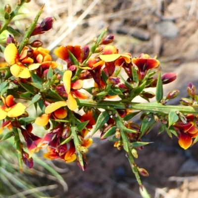 Daviesia ulicifolia subsp. ruscifolia (Broad-leaved Gorse Bitter Pea) at The Tops at Nurenmerenmong - 7 Dec 2022 by peterchandler