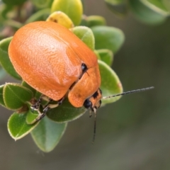 Paropsis augusta (A eucalypt leaf beetle) at Kosciuszko National Park - 1 Jan 2024 by kasiaaus