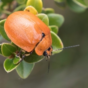 Paropsis augusta at Kosciuszko National Park - 1 Jan 2024