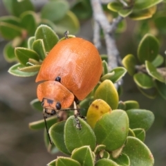 Paropsis augusta at Kosciuszko National Park - 1 Jan 2024