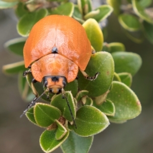 Paropsis augusta at Kosciuszko National Park - 1 Jan 2024