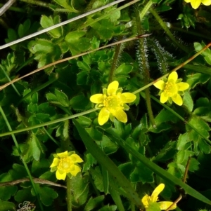 Ranunculus pimpinellifolius at The Tops at Nurenmerenmong - 7 Dec 2022