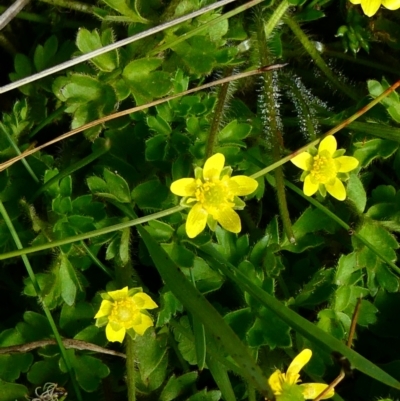 Ranunculus pimpinellifolius (Bog Buttercup) at The Tops at Nurenmerenmong - 7 Dec 2022 by peterchandler