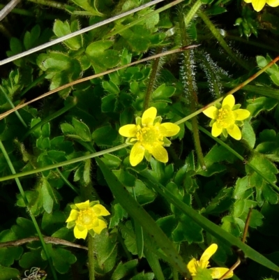 Ranunculus pimpinellifolius (Bog Buttercup) at Nurenmerenmong, NSW - 6 Dec 2022 by peterchandler