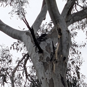 Varanus varius at Burrinjuck, NSW - 13 Jan 2024