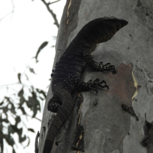 Varanus varius at Burrinjuck, NSW - 13 Jan 2024