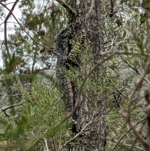 Varanus varius at Burrinjuck, NSW - 14 Jan 2024