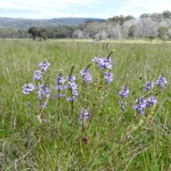 Euphrasia collina (Purple Eye-bright) at The Tops at Nurenmerenmong - 7 Dec 2022 by peterchandler