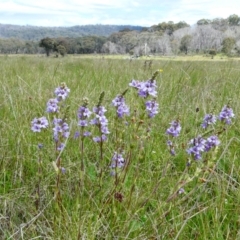 Euphrasia collina (Purple Eye-bright) at Nurenmerenmong, NSW - 7 Dec 2022 by peterchandler