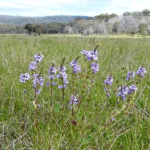 Euphrasia collina at The Tops at Nurenmerenmong - 7 Dec 2022