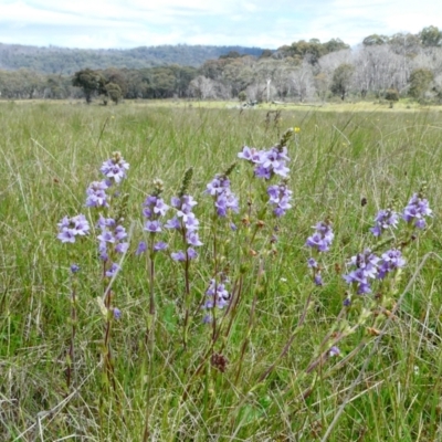 Euphrasia collina (Purple Eye-bright) at The Tops at Nurenmerenmong - 7 Dec 2022 by peterchandler