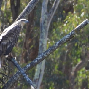 Haliaeetus leucogaster at Adjungbilly, NSW - 5 Jan 2024