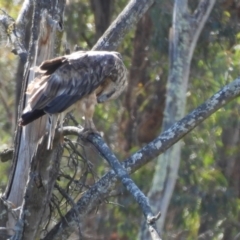 Haliaeetus leucogaster at Adjungbilly, NSW - 5 Jan 2024