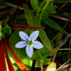 Lobelia pedunculata (Matted Pratia) at The Tops at Nurenmerenmong - 6 Dec 2022 by peterchandler