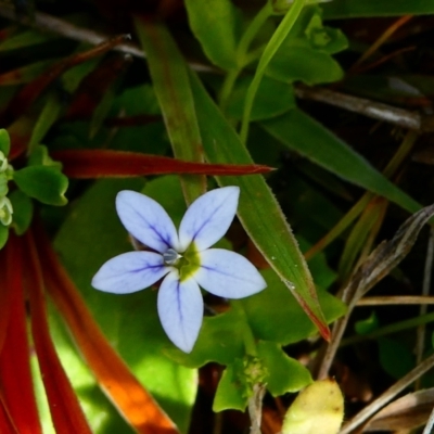 Lobelia pedunculata (Matted Pratia) at Nurenmerenmong, NSW - 6 Dec 2022 by peterchandler