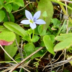 Lobelia pedunculata at The Tops at Nurenmerenmong - suppressed