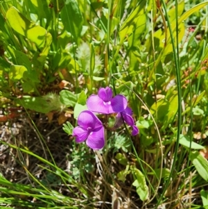 Swainsona sericea at Berridale, NSW - suppressed