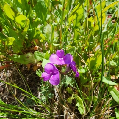 Swainsona sericea (Silky Swainson-Pea) at Berridale, NSW - 14 Dec 2023 by JediNME