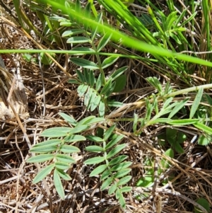 Swainsona sericea at Berridale, NSW - suppressed