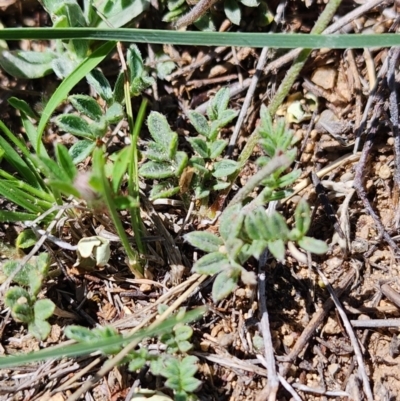 Swainsona sericea (Silky Swainson-Pea) at Berridale, NSW - 15 Dec 2023 by JediNME