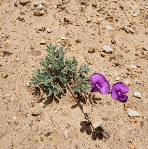 Swainsona sericea at Bredbo, NSW - 14 Dec 2023