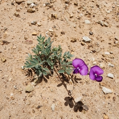 Swainsona sericea (Silky Swainson-Pea) at Bredbo, NSW - 14 Dec 2023 by JediNME