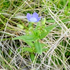 Veronica gracilis (Slender Speedwell) at The Tops at Nurenmerenmong - 7 Dec 2022 by peterchandler