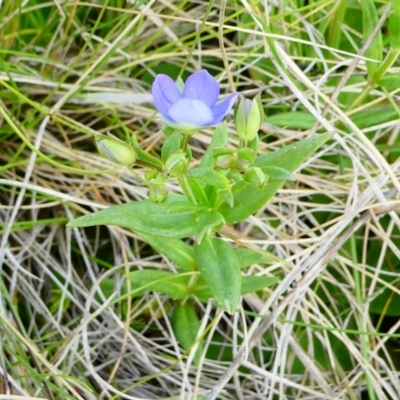 Veronica gracilis (Slender Speedwell) at The Tops at Nurenmerenmong - 6 Dec 2022 by peterchandler