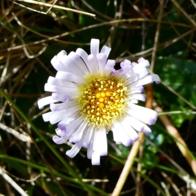 Brachyscome decipiens (Field Daisy) at The Tops at Nurenmerenmong - 7 Dec 2022 by peterchandler