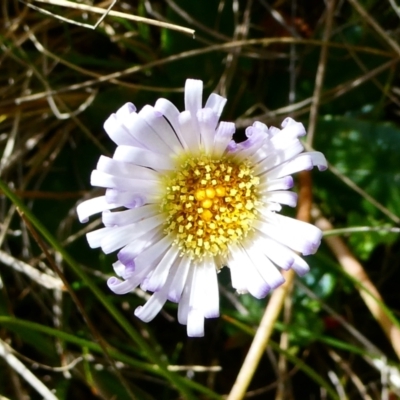 Brachyscome decipiens (Field Daisy) at Nurenmerenmong, NSW - 6 Dec 2022 by peterchandler