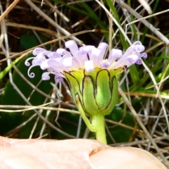 Brachyscome decipiens at The Tops at Nurenmerenmong - suppressed